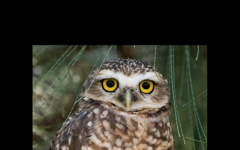 Owl Engineering
